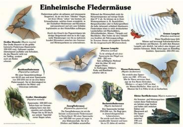 Bild- und Lehrtafel:  Einheimische Fledermäuse